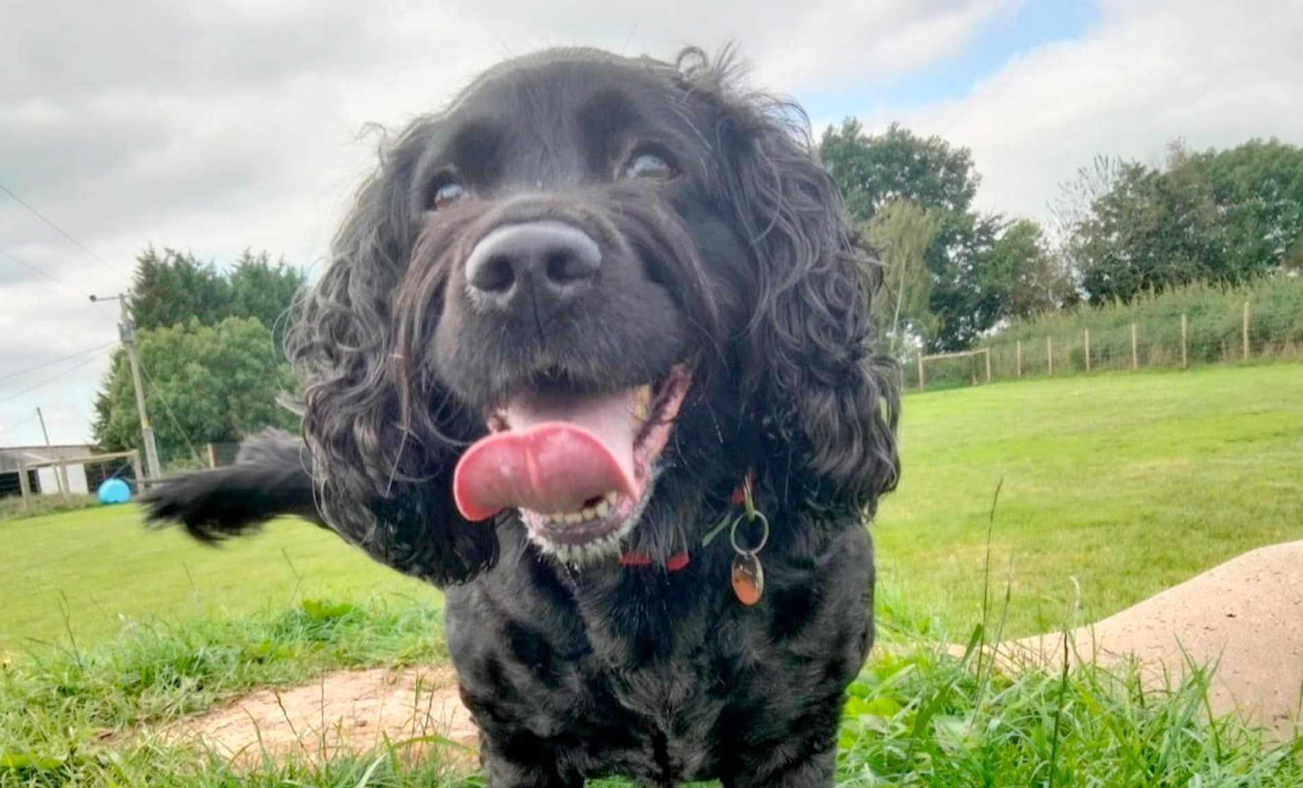 derbyshire pet sitting and dog