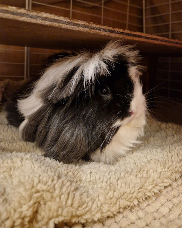 hamster, guinea pig and rabbit sitting derby.