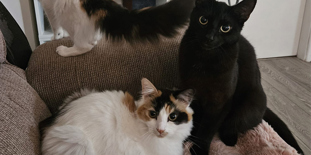 cat sit derby, derbyshire cat sitting company