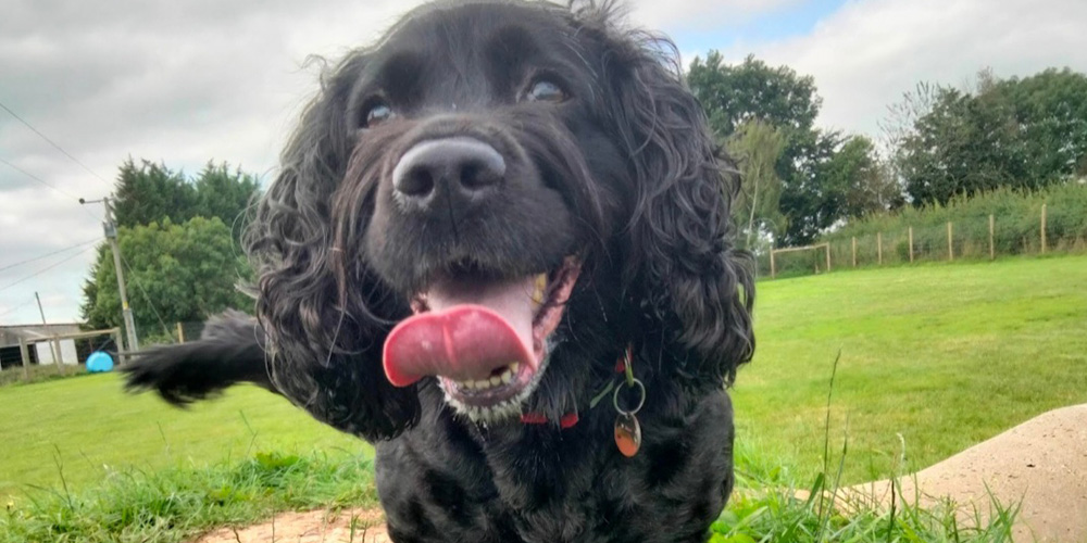 dog Sit derby, derbyshire dog sitting business