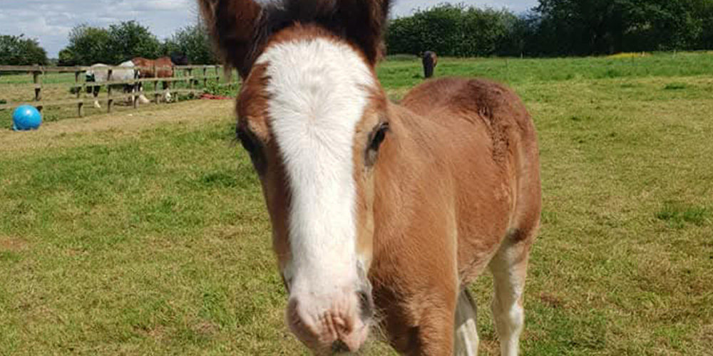 horse sit derby, derbyshire horse care company