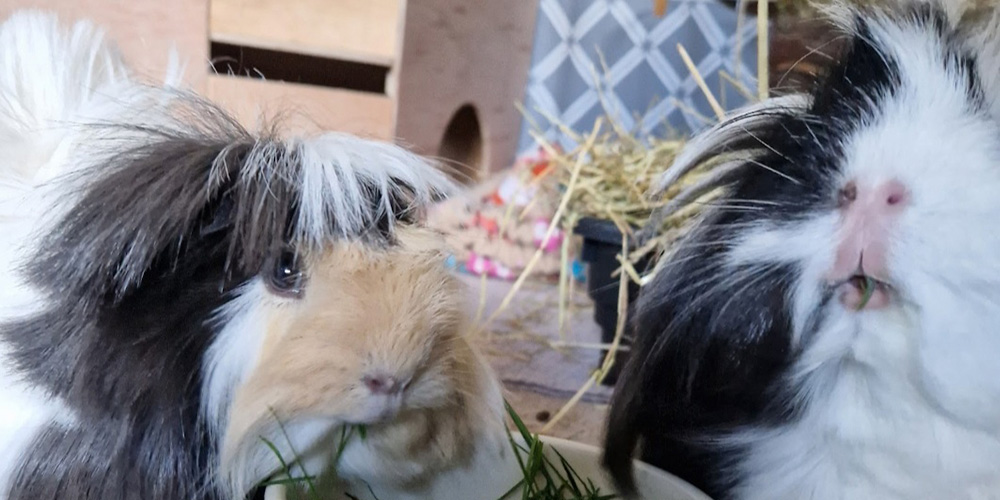 hamster, guinea pig and rabbit sitting derby, derbyshire small animal pet sitting business